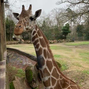 Meet your Posher, Bailey